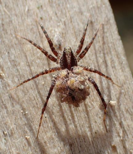 Pardosa sp.